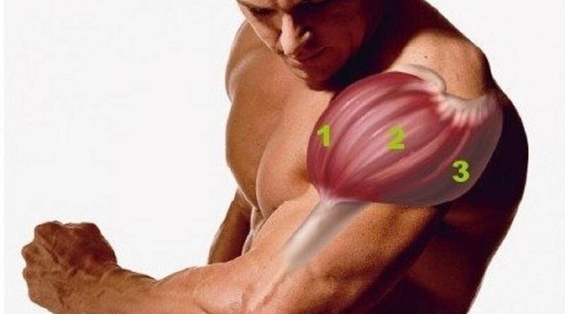 Травмы дельтовидных мышц